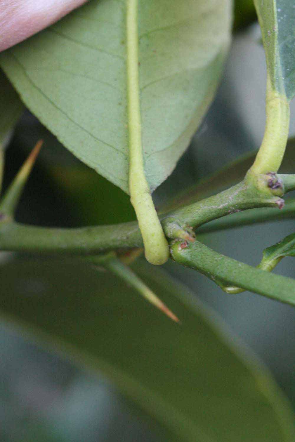              Petiole (Riverside, CA)       